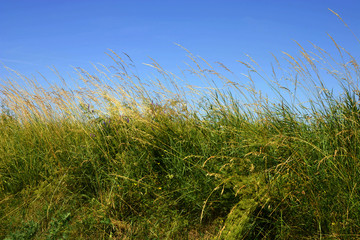 Fototapeta premium tall grass and blue sky background, high grass on wind under azure blue sky in summer