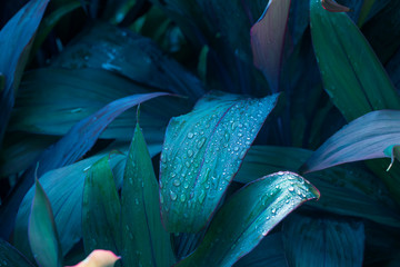 Beautiful dark colored leaves with natural water droplets blending in with the natural color background.