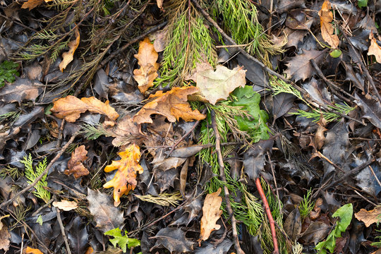 Mixed autumn leaves on the ground