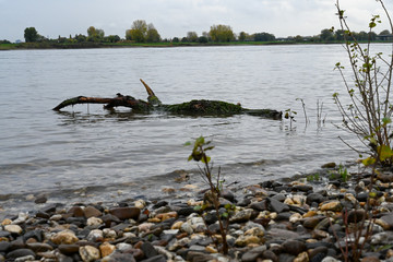 Treibholz im Rhein