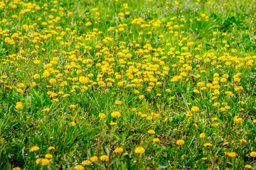 Fototapeta premium The meadow is covered with yellow dandelion flowers. Spring floral background_