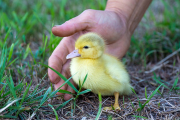 Woman's hand near little duckling. Caring for animals and protecting them_