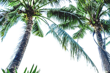 Fototapeta na wymiar palm tree tropical plant composition pattern above white background