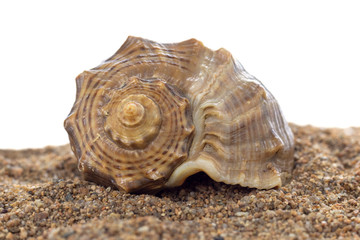 Large seashell on sand close-up, isolated on white background.