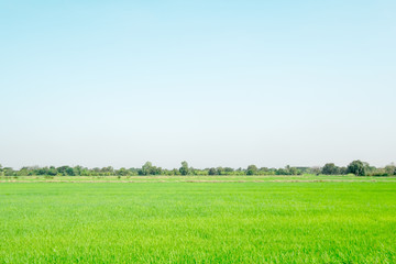 Fototapeta premium Thailand rice field on clear blue sky with fresh green leaf