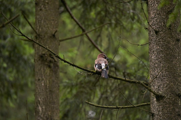 jay bird refusing to be posed