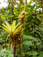Obraz premium Wanderung durch den Regenwald von Costa Rica. Bromelien, Farne, Selaginella und andere Epiphyten wachsen an den Bäumen. So viele verschiedene grün Töne.