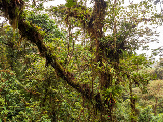 Fototapeta premium Wanderung durch den Regenwald von Costa Rica. Bromelien, Farne, Selaginella und andere Epiphyten wachsen an den Bäumen. So viele verschiedene grün Töne.