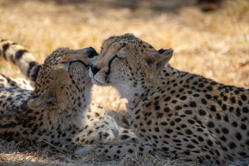 a couple of two cheetahs relaxing in the grass