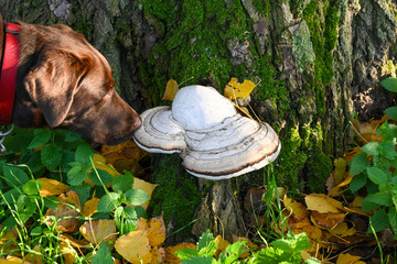 Labrador am Pilz