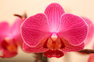 Pink Orchid