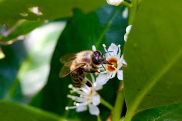 Bee on Flower