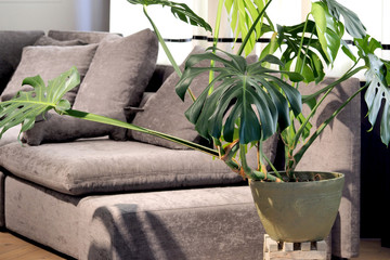 Monstera green plant in the interior