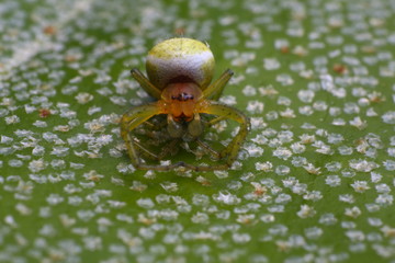 Green Spider