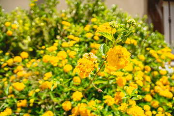Yellow flowers