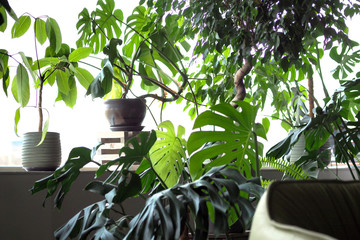 A large number of different indoor plants by the window in the interior