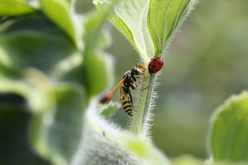 Ladybug and the Wasp