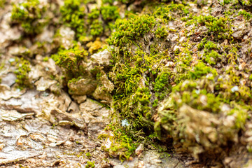 Moss on the bark of an old tree