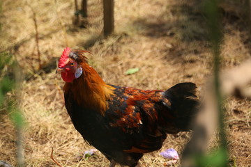Rooster