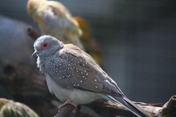 Pigeon