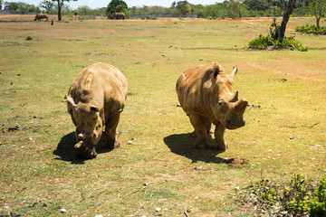 Rhinoceros couple walking in the meadow