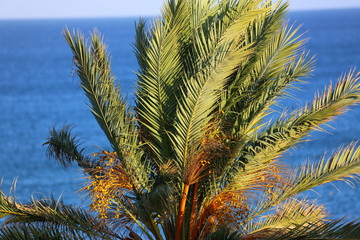 Palm at the Oceanside