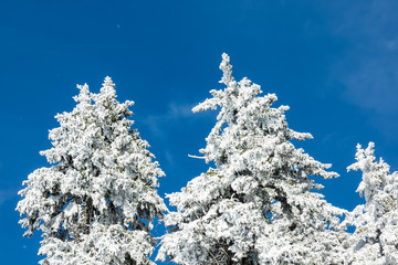 Winter im Riesengebirge bei Janske Lazne, Tschechien