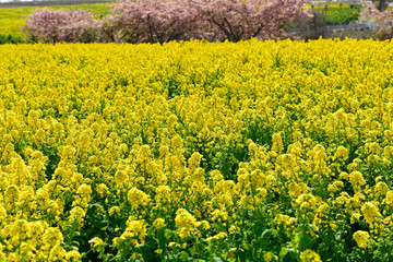 菜の花畑