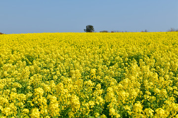 Obraz premium 菜の花畑