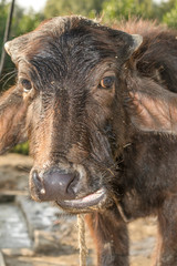 Fototapeta premium a hairy black innocent buffalo 