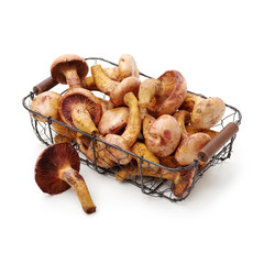 boletus mushrooms on white background