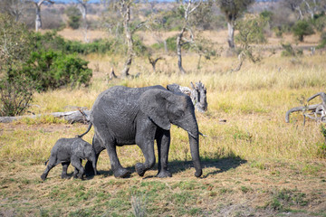 Obraz na płótnie Canvas a mother elephant protecting her calf