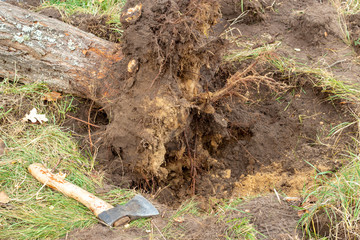Removing the roots of an old tree.