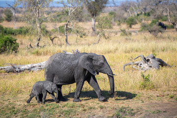 a mother elephant  protecting her calf