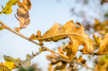 Yellow autumn leaves of deciduous trees-background