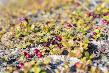 wild berry growing in the tundra