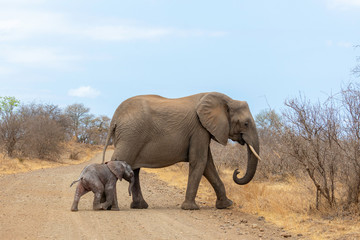 a mother elephant  protecting her calf
