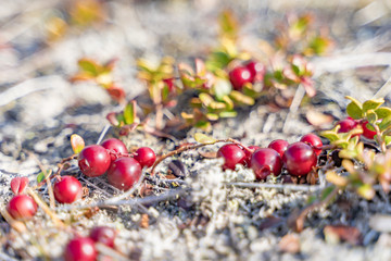 wild berry growing in the tundra