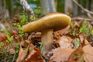 The mushroom in the Black Forest at autumn