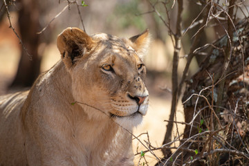portrait of a beautiful female lion relaxing in the african savannah