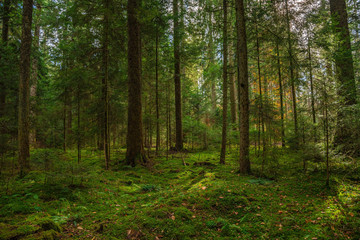 Fototapeta na wymiar The Black forest at autumn