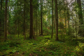 Der Schwarzwald im Herbst © Arthur Palmer
