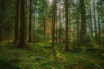 Fototapeta na wymiar The Black forest at autumn