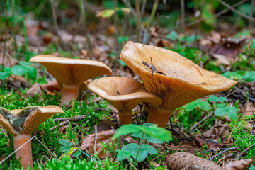 The mushroom in the Black Forest at autumn