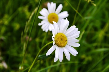 Obraz premium Chamomile flowers