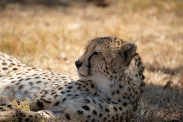 portarit of beautiful cheetah in the african savannah