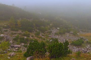 Mysterious foggy landscape of Vrsic Pass. Small stones and little pine trees and bushes. Concept of landscape and nature. Vrsic Pass, Slovenia