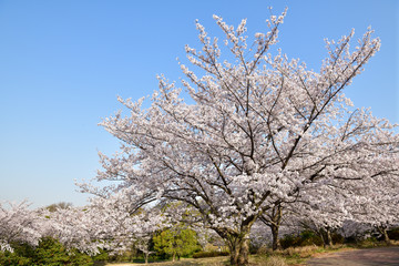 Fototapeta premium 桜