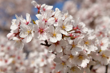 Obraz premium 桜