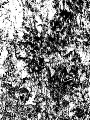 Fototapeta premium Wood Texture